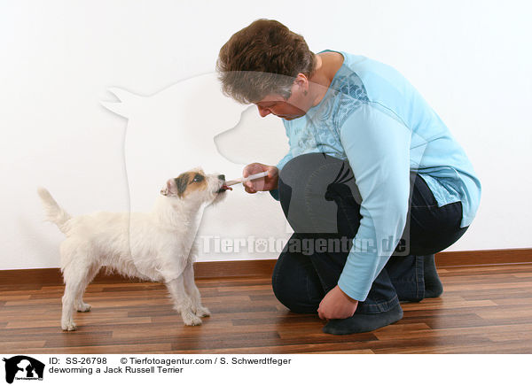 deworming a Jack Russell Terrier / SS-26798
