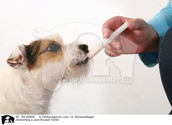 deworming a Jack Russell Terrier / SS-26800