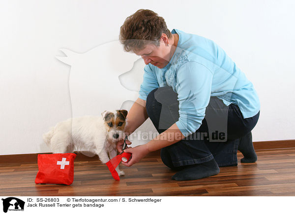 Jack Russell Terrier gets bandage / SS-26803