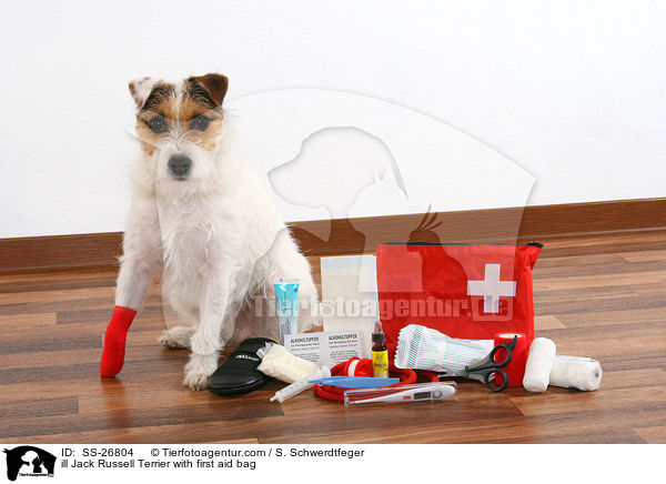 ill Jack Russell Terrier with first aid bag / SS-26804