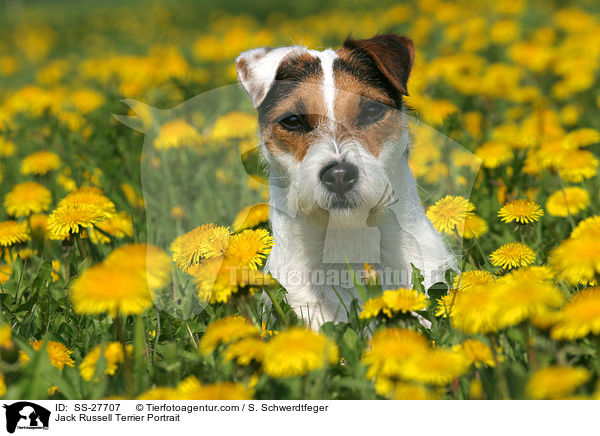 Jack Russell Terrier Portrait / SS-27707