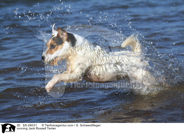running Jack Russell Terrier / SS-28031