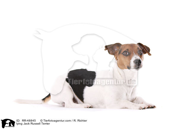 lying Jack Russell Terrier / RR-48845