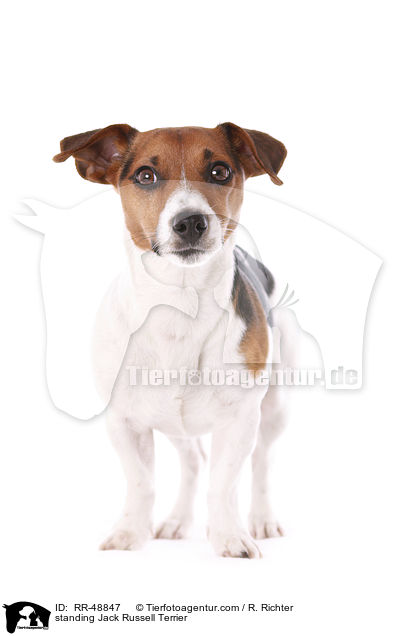 standing Jack Russell Terrier / RR-48847