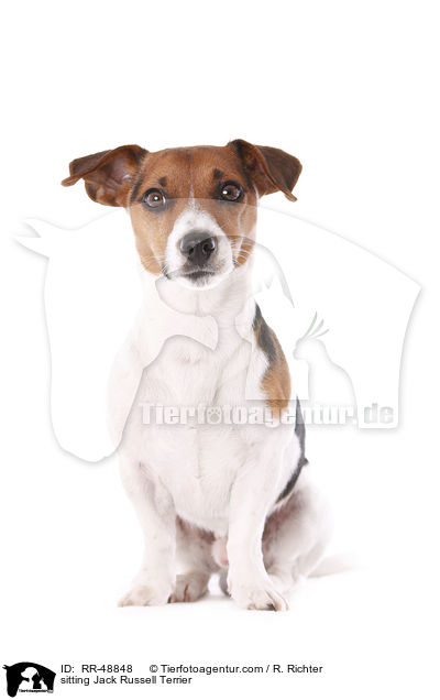 sitting Jack Russell Terrier / RR-48848