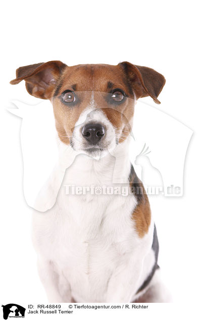 Jack Russell Terrier / RR-48849