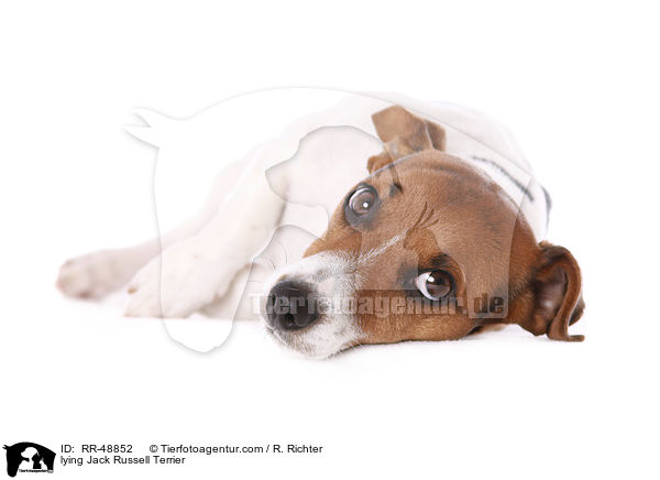 lying Jack Russell Terrier / RR-48852