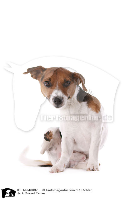 Jack Russell Terrier / Jack Russell Terrier / RR-48897