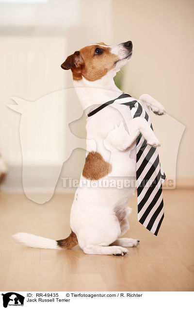 Jack Russell Terrier / RR-49435