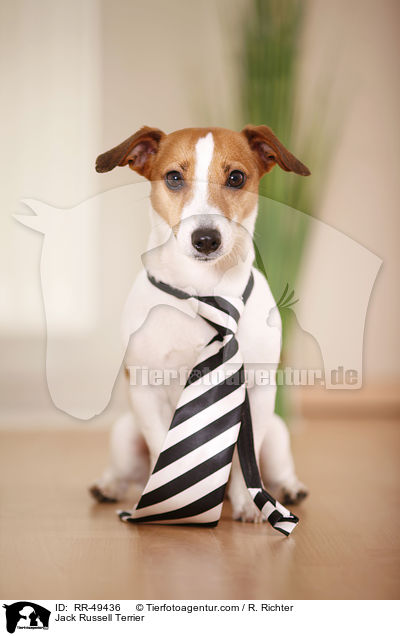 Jack Russell Terrier / RR-49436