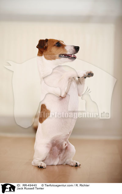 Jack Russell Terrier / RR-49440
