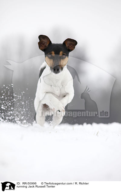 running Jack Russell Terrier / RR-50996