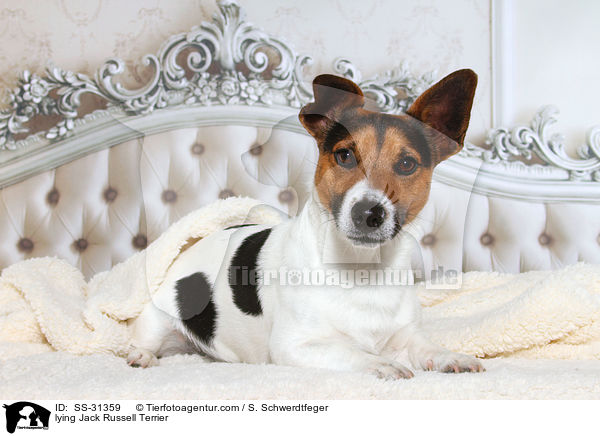 lying Jack Russell Terrier / SS-31359