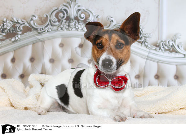 lying Jack Russell Terrier / SS-31360