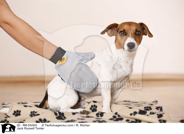 Jack Russell Terrier / RR-55065