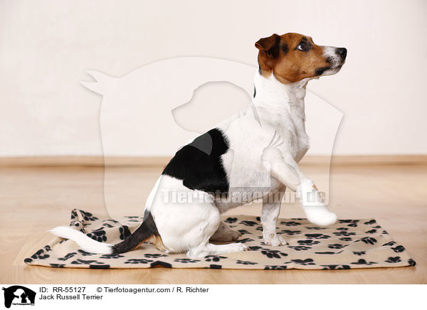 Jack Russell Terrier / RR-55127
