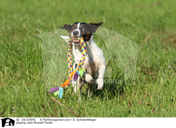 playing Jack Russell Terrier / SS-33945