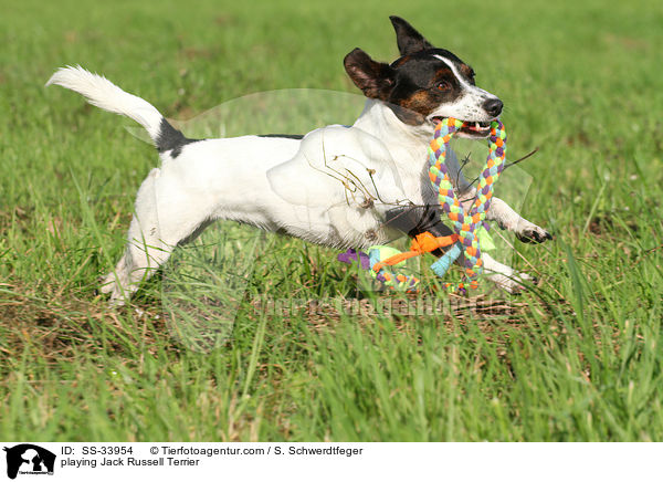 playing Jack Russell Terrier / SS-33954