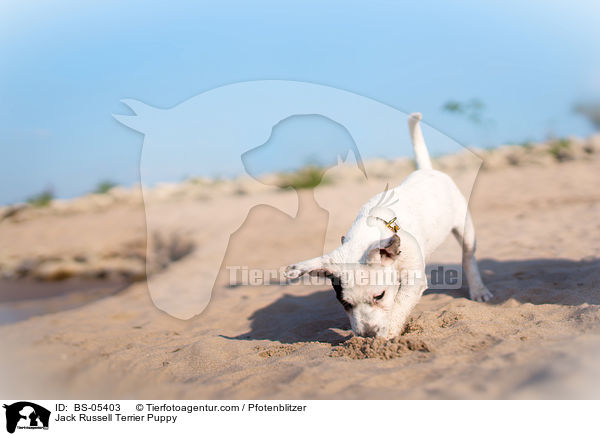 Jack Russell Terrier Welpe / Jack Russell Terrier Puppy / BS-05403