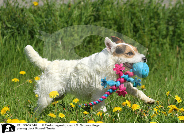 spielender Parson Russell Terrier / playing Parson Russell Terrier / SS-37346