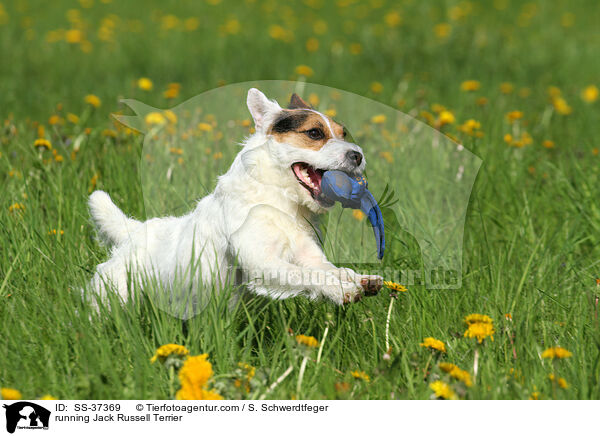 rennender Parson Russell Terrier / running Parson Russell Terrier / SS-37369
