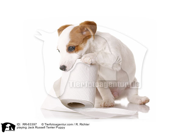 spielender Jack Russell Terrier Welpe / playing Jack Russell Terrier Puppy / RR-63397