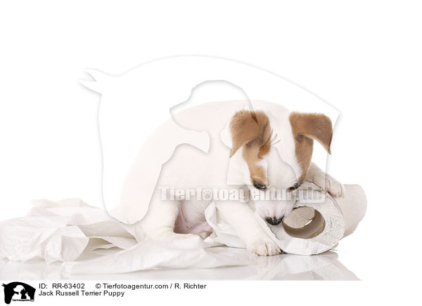 Jack Russell Terrier Welpe / Jack Russell Terrier Puppy / RR-63402