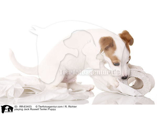 spielender Jack Russell Terrier Welpe / playing Jack Russell Terrier Puppy / RR-63403