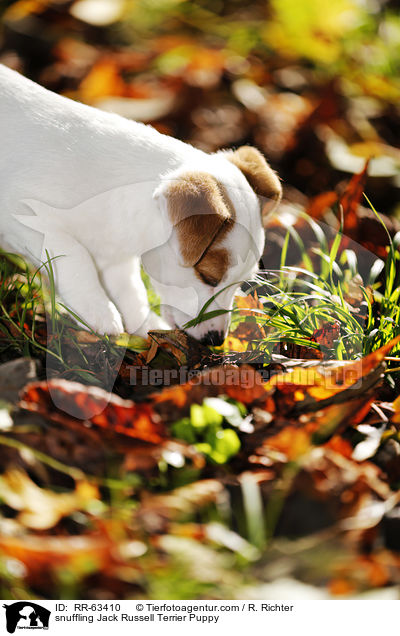 schnuppernder Jack Russell Terrier Welpe / snuffling Jack Russell Terrier Puppy / RR-63410