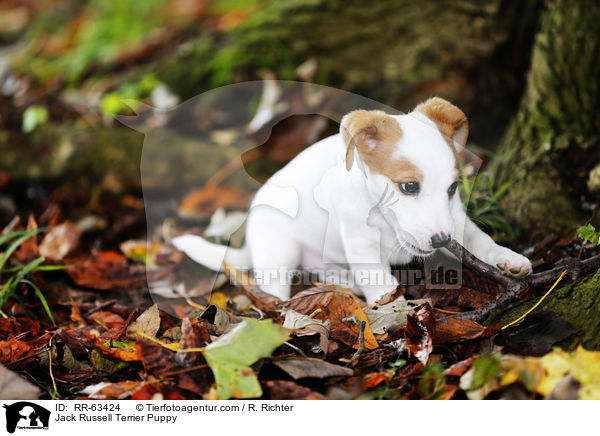 Jack Russell Terrier Welpe / Jack Russell Terrier Puppy / RR-63424