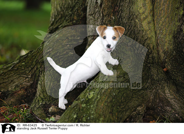 stehender Jack Russell Terrier Welpe / standing Jack Russell Terrier Puppy / RR-63425