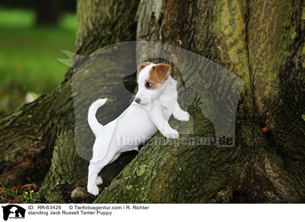 stehender Jack Russell Terrier Welpe / standing Jack Russell Terrier Puppy / RR-63426