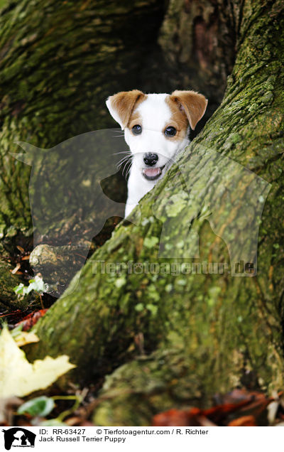 Jack Russell Terrier Welpe / Jack Russell Terrier Puppy / RR-63427