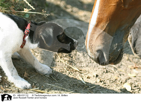 Jack Russell Terrier and horses / AB-03112