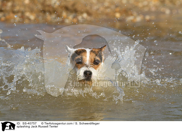 splashing Jack Russell Terrier / SS-40757