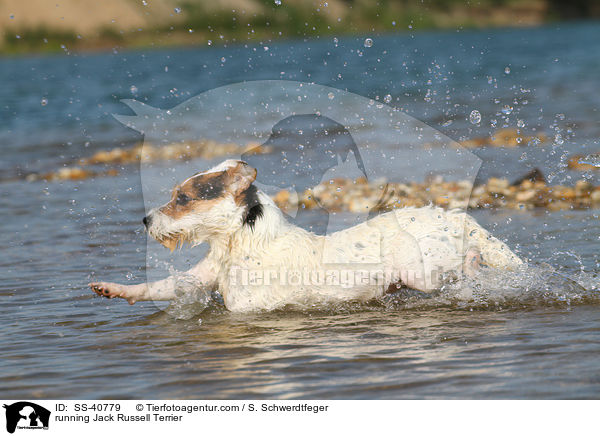 running Jack Russell Terrier / SS-40779