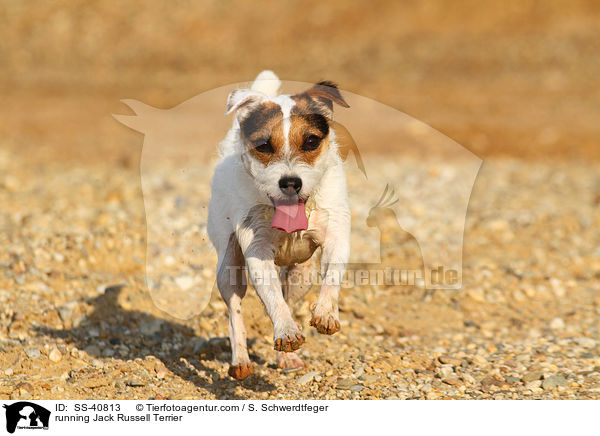running Jack Russell Terrier / SS-40813