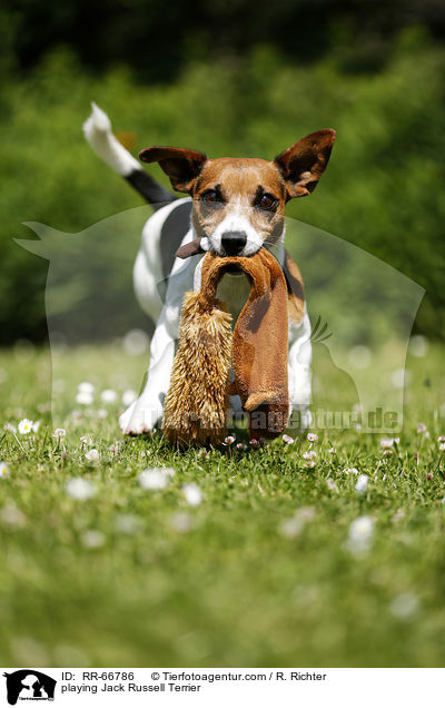 playing Jack Russell Terrier / RR-66786