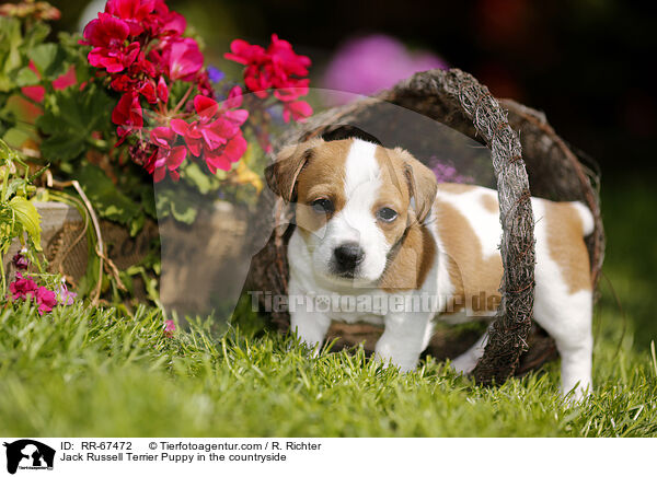 Jack Russell Terrier Puppy in the countryside / RR-67472