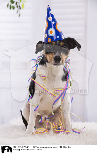 sitting Jack Russell Terrier / RR-67886