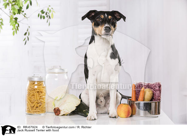 Jack Russell Terrier with food / RR-67924