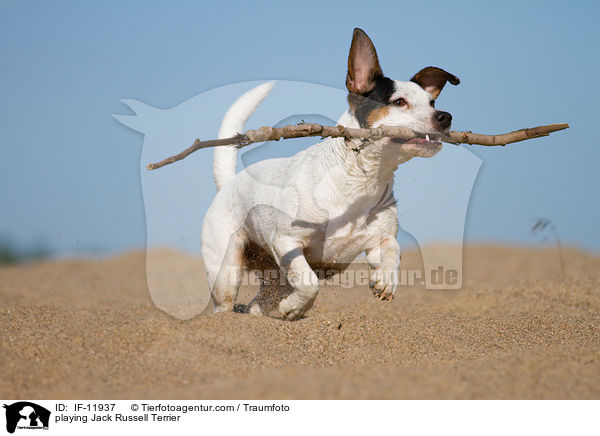 playing Jack Russell Terrier / IF-11937
