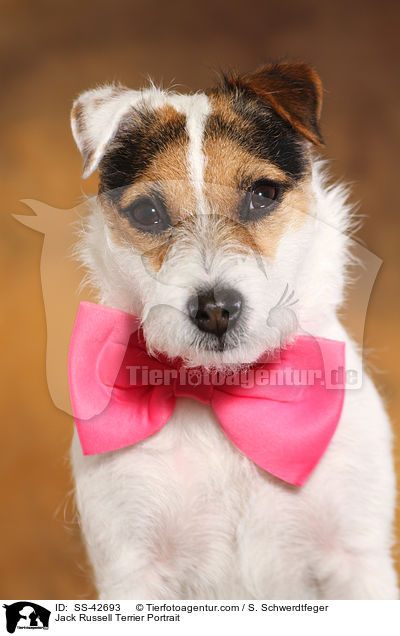 Jack Russell Terrier Portrait / SS-42693