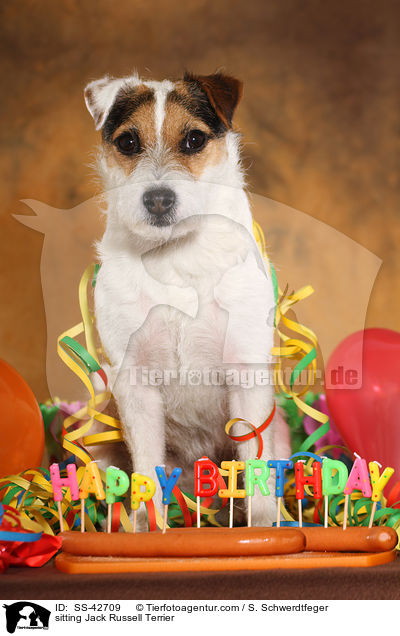 sitting Jack Russell Terrier / SS-42709