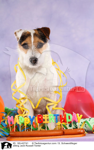sitting Jack Russell Terrier / SS-42741