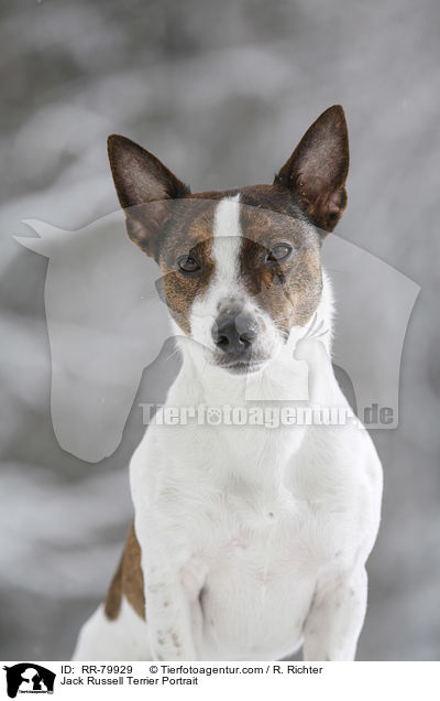 Jack Russell Terrier Portrait / RR-79929