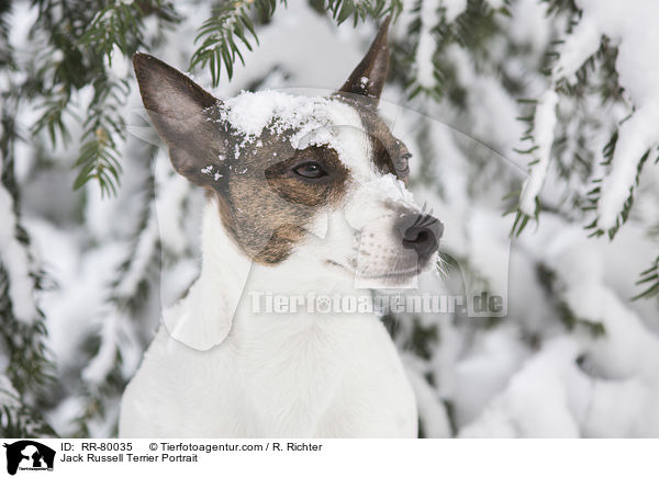 Jack Russell Terrier Portrait / RR-80035
