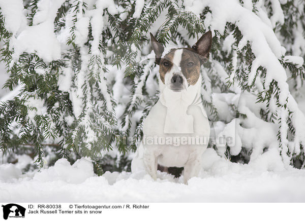 Jack Russell Terrier sits in snow / RR-80038
