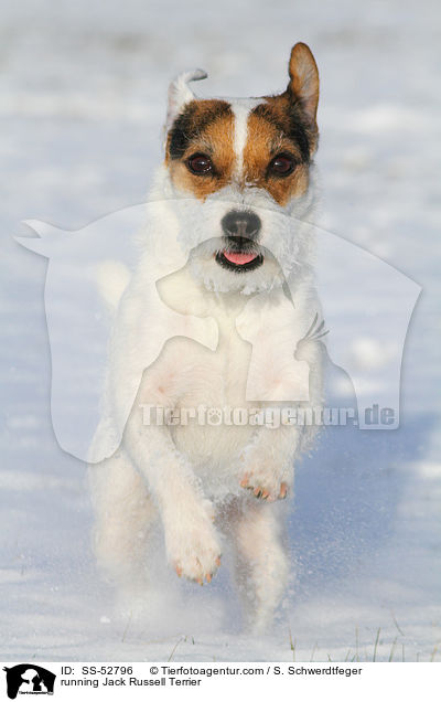 running Jack Russell Terrier / SS-52796