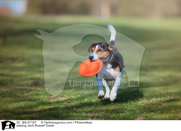 playing Jack Russell Terrier / BS-07187